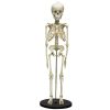 Erler Zimmer Child Skeleton (5 Year Old)