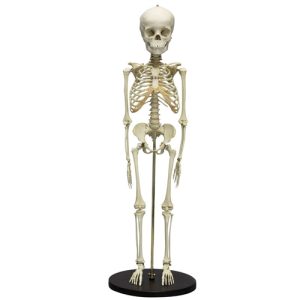 Erler Zimmer Child Skeleton (5 Year Old)