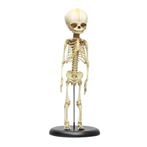 Erler Zimmer Fetus Skeleton (30 Week)