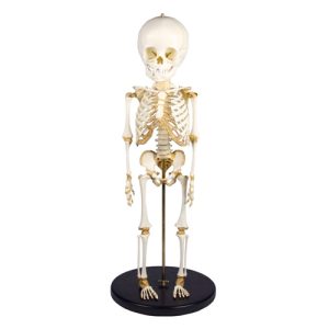 Erler Zimmer Child Skeleton Model (14 to 16 Months Old)