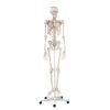 Erler Zimmer Skeleton 'ARNOLD' with Muscle Markings