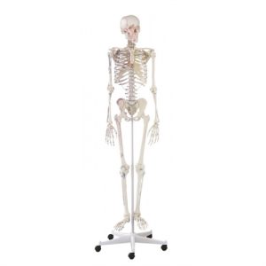 Erler Zimmer Skeleton 'ARNOLD' with Muscle Markings