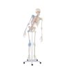 Erler Zimmer Skeleton Max with Movable Spine, Muscle Markings and Ligaments