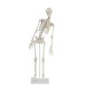 Erler Zimmer Miniature - Skeleton 'FRED' with Movable Spine and Muscle Markings