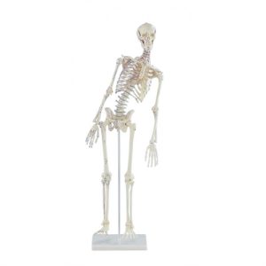 Erler Zimmer Miniature - Skeleton 'FRED' with Movable Spine and Muscle Markings