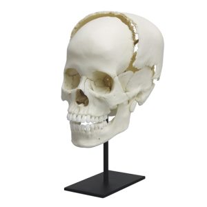 Erler Zimmer Articulated Human Medical Study Skull