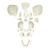 Erler Zimmer Disarticulated Human Fetal Skull, Full Term