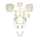 Erler Zimmer Disarticulated Human Fetal Skull, Full Term