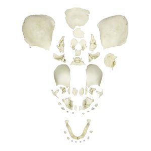 Erler Zimmer Disarticulated Human Fetal Skull, Full Term