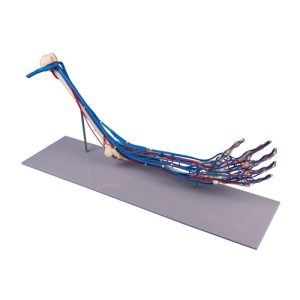 Erler Zimmer Skeleton Of Arm with Vessels