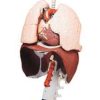 Respiratory Organs Model