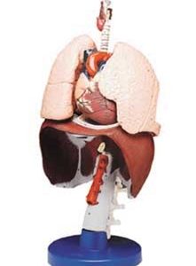 Respiratory Organs Model