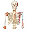 3B Scientific Skeleton Model with Muscles and Ligaments - Sam