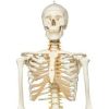 3B Scientific Flexible Human Skeleton Model Fred Smart Anatomy