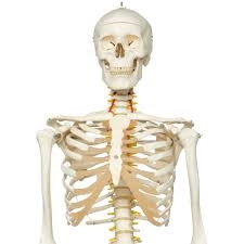 3B Scientific Flexible Human Skeleton Model Fred Smart Anatomy