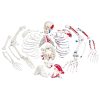 3B Scientific Disarticulated Human Skeleton Model with Painted Muscles, Complete with 3 Part Skull Smart Anatomy