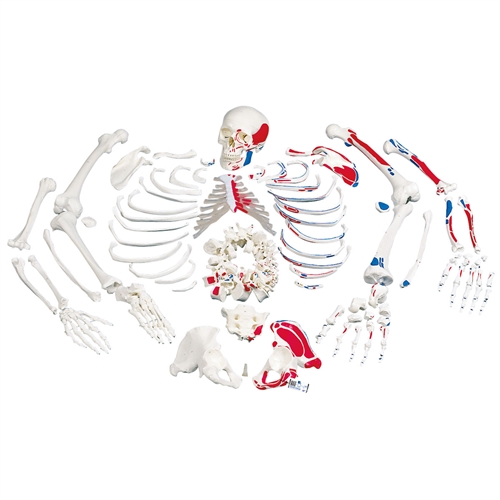 3B Scientific Disarticulated Human Skeleton Model with Painted Muscles, Complete with 3 Part Skull Smart Anatomy 1 3B Scientific Disarticulated Human Skeleton Model with Painted Muscles, Complete with 3 Part Skull Smart Anatomy