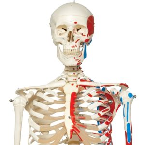3B Scientific Human Skeleton Model Max on Hanging Stand with Painted Muscle Origins & Inserts Smart Anatomy