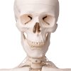 3B Scientific Human Skeleton Model Leo with Ligaments Smart Anatomy