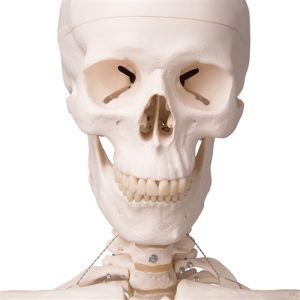 3B Scientific Human Skeleton Model Leo with Ligaments Smart Anatomy