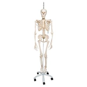 3B Scientific Physiological Human Skeleton Model Phil on Hanging Stand Smart Anatomy