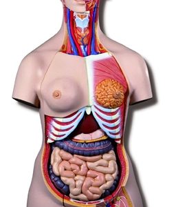 Deluxe Female Torso Model (20 Part)