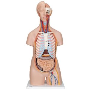 3B Scientific Classic Unisex Human Torso Model, 16 Part Smart Anatomy