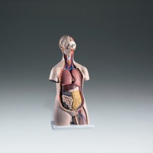 Classic Sexless Torso
