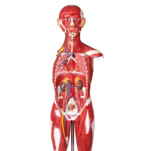 Erler Zimmer Muscular Figure, 85 Cm (30 Parts)