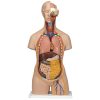 3B Scientific Classic Unisex Human Torso Model with Opened Neck and Back, 18 Part Smart Anatomy