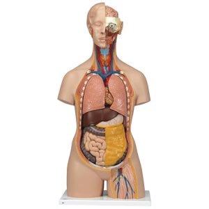3B Scientific Classic Unisex Human Torso Model with Opened Neck and Back, 18 Part Smart Anatomy