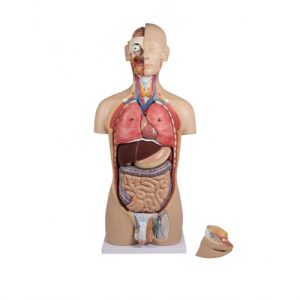 Erler Zimmer Torso with Open Back, 27-part, Dual Sex