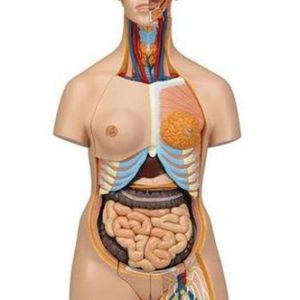 3B Scientific Deluxe Dual Sex Human Torso Model, 24 Part Smart Anatomy