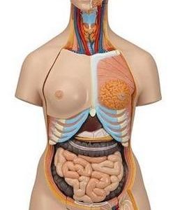 3B Scientific Deluxe Dual Sex Human Torso Model with Opened Back, 28 Part Smart Anatomy