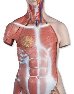 3B Scientific Deluxe Dual Sex Human Muscle Torso Model, 31 Part Smart Anatomy