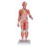 3B Scientific 1/2 Life-Size Complete Human Female Muscle Figure, without Internal Organs, 21 Part Smart Anatomy