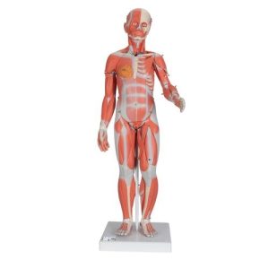 3B Scientific 1/2 Life-Size Complete Human Female Muscle Figure, without Internal Organs, 21 Part Smart Anatomy
