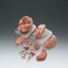 Deluxe Brain With Arteries