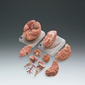 Deluxe Brain With Arteries
