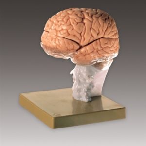 Brain Demonstration Model