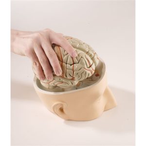 Erler Zimmer Base of Head with 7-part Brain