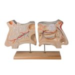Erler Zimmer Nose and Olfactory Organ, 4 Times Life Size