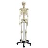 Erler Zimmer Adolescent Skeleton