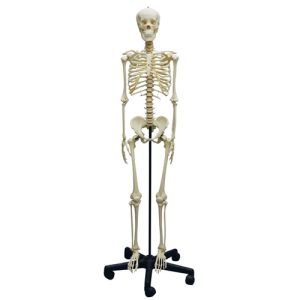 Erler Zimmer Adolescent Skeleton