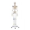Erler Zimmer Skeleton 'OTTO' With Ligaments