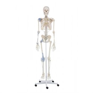 Erler Zimmer Skeleton 'OTTO' With Ligaments