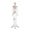 Erler Zimmer Skeleton 'BERT' with Muscle Markings and Ligaments