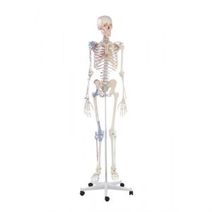 Erler Zimmer Skeleton 'BERT' with Muscle Markings and Ligaments