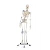Erler Zimmer Skeleton 'TONI' with Movable Spine and Ligaments