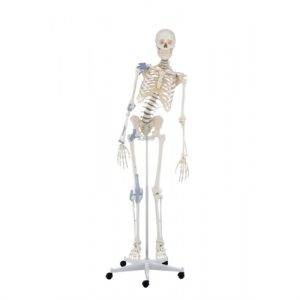 Erler Zimmer Skeleton 'TONI' with Movable Spine and Ligaments